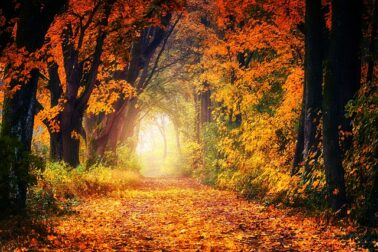 Seasons of Life
