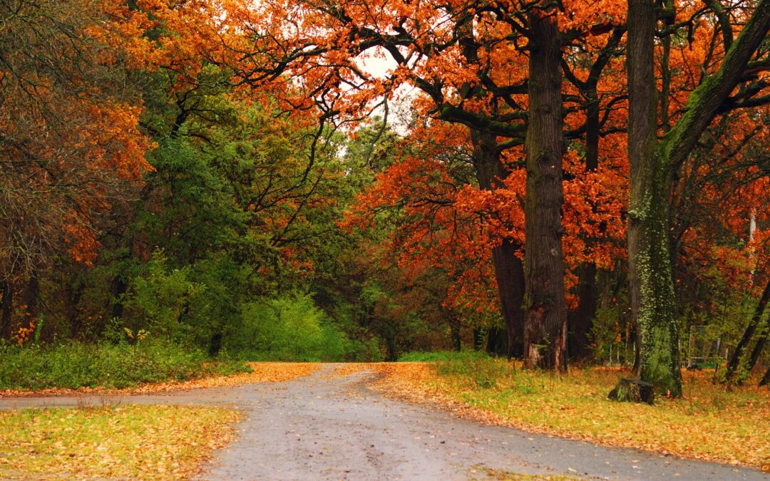 The Fork In The Road
