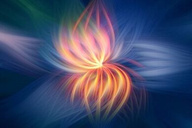 flower-2536651_640