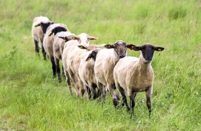 The Sheep Prayer