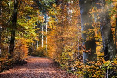 leaves-8367876_1280