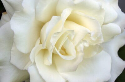 White Flowers